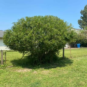 Bush Trimming by Lawn and Labor Services reviewed on August 20, 2025