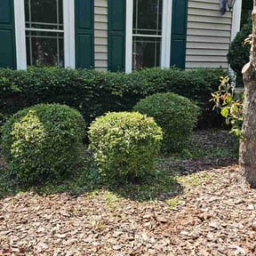 Bush Trimming by Davino Handy Services reviewed on August 17, 2025