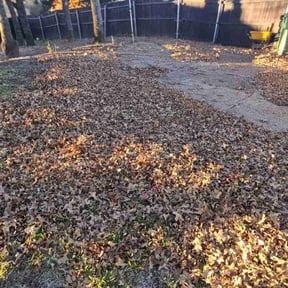 Leaf Removal by Hollingers lawn care reviewed on September 24, 2025