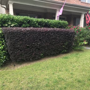 Bush Trimming by Merle friend lawn service reviewed on October 2, 2024