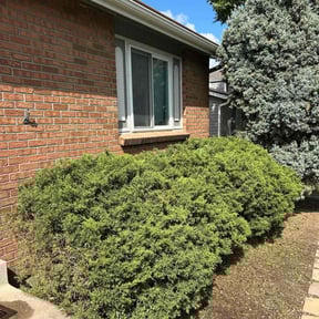 Bush Trimming by Growth &amp; Development landscaping and home repair reviewed on October 18, 2025