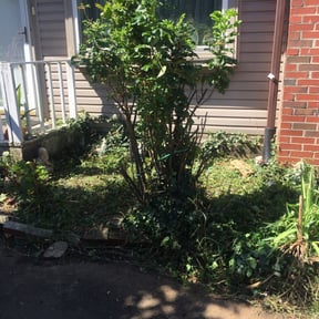 Bush Trimming by Clark on time lawn care reviewed on August 17, 2025