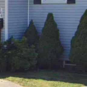 Bush Trimming by Dortch Demo and cleanup reviewed on August 18, 2025