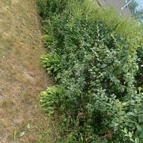 Flower Bed Weeding by On the green road Llc reviewed on November 24, 2025