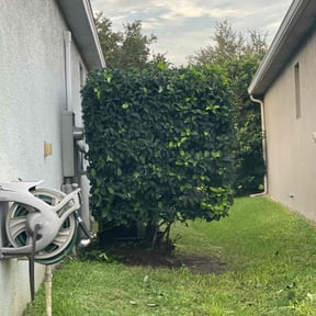 Bush Trimming by One Tuff Mama Roofing and Landscaping  reviewed on November 21, 2025