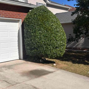 Bush Trimming by Lawn Panda reviewed on October 20, 2025