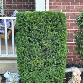 Bush Trimming by JB's Property Services reviewed on November 19, 2025