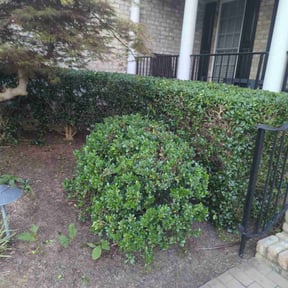 Bush Trimming by WESTWOOD LAWN CARE reviewed on August 15, 2025