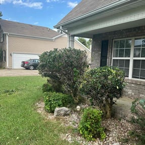 Bush Trimming by Skivers quality Lawncare LLC reviewed on August 15, 2025