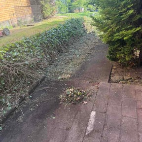 Bush Trimming by AA services reviewed on May 19, 2026