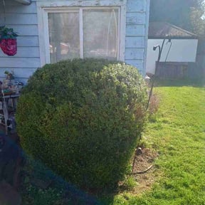 Bush Trimming by GREAT LAWN SERVICE LLC reviewed on April 9, 2026
