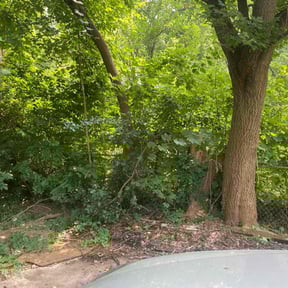 Bush Trimming by More reviewed on September 3, 2024