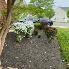 Bush Trimming by JTlandscaping Maintenance Plus LLC reviewed on August 18, 2025