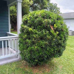 Bush Trimming by Kiss My Grass al.com reviewed on July 15, 2026