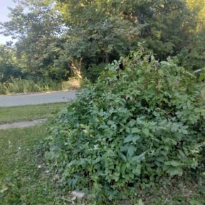 Bush Trimming by 3DM reviewed on October 23, 2025