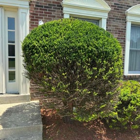 Bush Trimming by Lake Area Landscaping reviewed on May 21, 2024