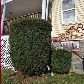 Bush Trimming by Greg's gardens reviewed on November 24, 2025