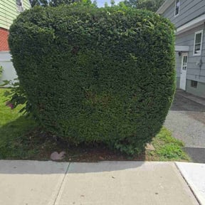 Bush Trimming by All Terrain Lawn Services reviewed on August 5, 2026