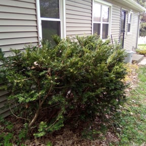 Bush Trimming by EECO SERVICES LLC reviewed on August 18, 2025