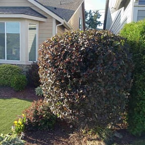 Bush Trimming by Diaz landscaping LLC reviewed on August 18, 2025