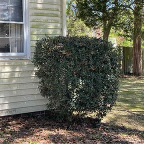 Bush Trimming by EZGO Lawn Services LLC reviewed on August 17, 2025