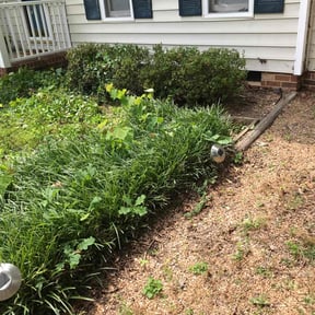 Bush Trimming by HMHW Multi-Services reviewed on August 16, 2025