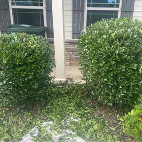 Bush Trimming by Old-School Lawn Service reviewed on August 15, 2025