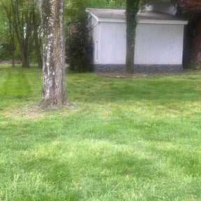 grass maintenance by Team Jeva Landscaping services reviewed on May 10, 2024