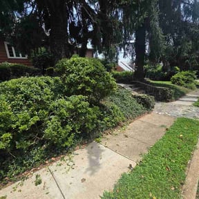 Bush Trimming by Northeast Dealflow reviewed on July 19, 2026