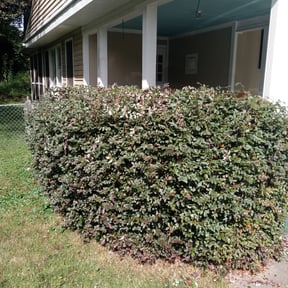 Bush Trimming by Clip &amp; Blow LLC reviewed on November 24, 2025