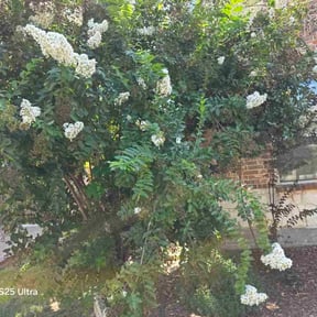 Bush Trimming by Toms landscaping reviewed on November 9, 2025