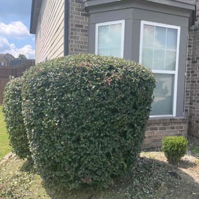 Bush Trimming by BladezoflightningLLC reviewed on March 16, 2026