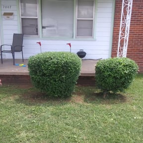 Bush Trimming by Legacy Lawn Services reviewed on August 15, 2025