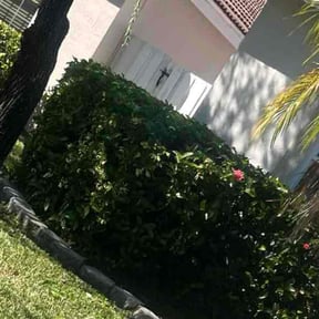 Bush Trimming by Keith Dalke reviewed on November 22, 2025