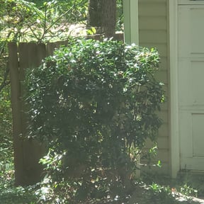 Bush Trimming by Mower man reviewed on July 27, 2025