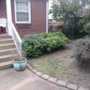Bush Trimming by V&J landscaping reviewed on August 18, 2025