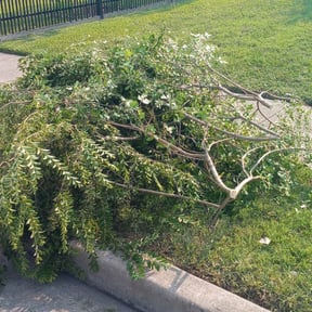 Bush Trimming by Collins landscaping reviewed on August 18, 2025