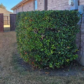 Bush Trimming by Excellence Landscape  reviewed on January 22, 2026