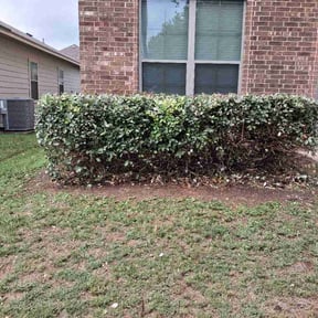 Bush Trimming by Mauk services reviewed on June 5, 2026