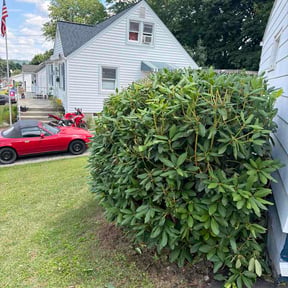 Bush Trimming by USA Lawncare reviewed on June 29, 2026