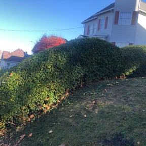 Bush Trimming by Maturino's Landscape Maintenance reviewed on December 29, 2023