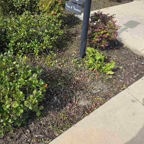 Flower Bed Weeding by Grind City Green and Clean. LLC reviewed on June 19, 2026