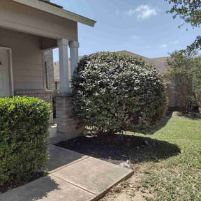 Bush Trimming by Grass Choppers Lawn Care reviewed on August 20, 2025