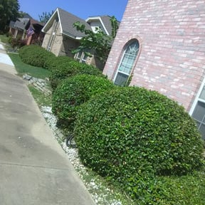 Bush Trimming by F & S lawn care reviewed on August 17, 2025
