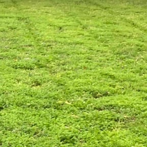 yard service by Drains and various things reviewed on December 6, 2025