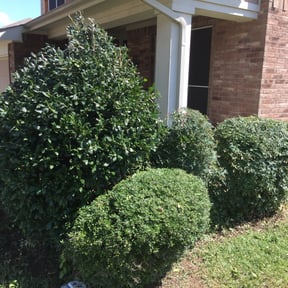 Bush Trimming by Guardian Lawn & Landscape reviewed on August 20, 2025