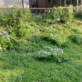 Bush Trimming by Quick Snips reviewed on August 18, 2025