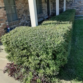 Bush Trimming by Lawn Barber And Pressure Washing reviewed on August 15, 2025