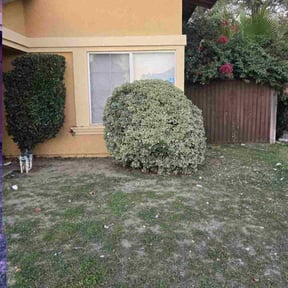 Bush Trimming by Texas Fencing &amp; Landscaping reviewed on December 7, 2025