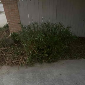 Bush Trimming by LEGENDARY LAWNCARE AND POWER WASHING reviewed on November 7, 2025